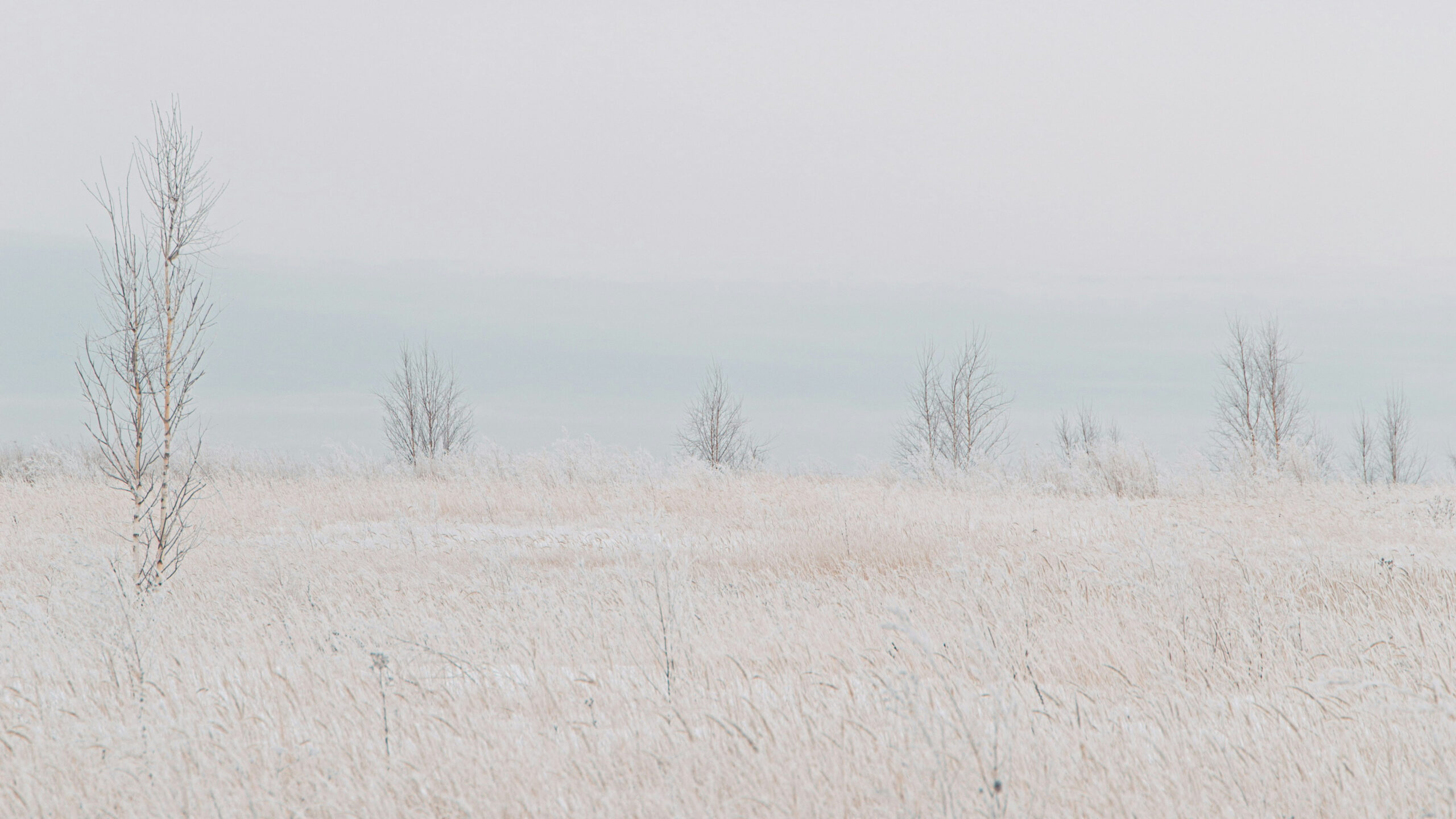 Winter landscape with scattered leafless birch trees